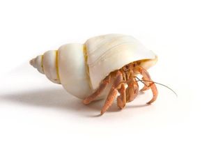 Oh No! Sampah di Laut Bikin Kelomang Mudah Horny