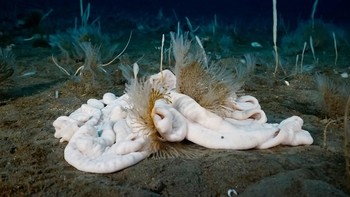 Ada juga cacing bernama ilmiah Parborlasia corrugatus yang panjangnya bisa mencapai 2 meter. Foto: Facebook/Science Under The Ice