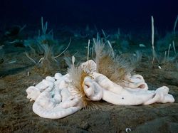 Menyelami Kehidupan Bawah Laut Antartika