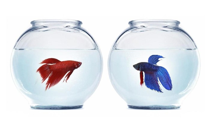 Mana ikan cupang yang pas untuk memberantas jentik nyamuk? Foto: iStock Mana ikan cupang yang pas untuk memberantas jentik nyamuk? Foto: iStock