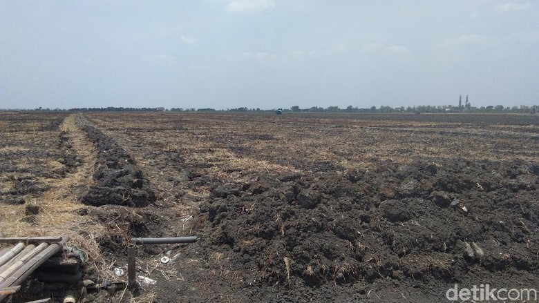 Kekeringan, Petani-petani di Demak Ini Setop Bercocok Tanam Kekeringan, Petani-petani di Demak Ini Setop Bercocok Tanam