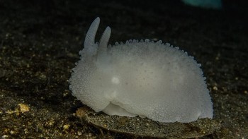 Salah satunya adalah siput laut bernama ilmiah Doris kerguelenensis ini. Foto: Facebook/Science Under The Ice