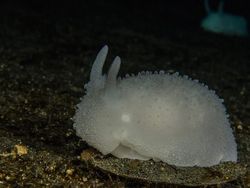 Menyelami Kehidupan Bawah Laut Antartika