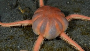 Kalau bintang laut Ophiosparte gigas ini bisa memakan berbagai hewan, mulai dari sponge hingga crustacea. Foto: Facebook/Science Under The Ice