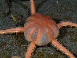 Menyelami Kehidupan Bawah Laut Antartika