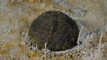 Rumah dari Patrick Star? Bukan, ini adalah Abatus sp. yang merupakan salah satu spesies bulu babi. Foto: Facebook/Science Under The Ice