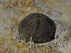 Menyelami Kehidupan Bawah Laut Antartika