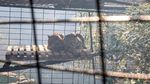 Kebakaran Hutan, Ratusan Hewan di Kebun Binatang Ekuador Dievakuasi