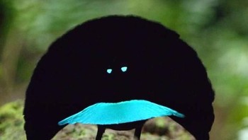 Bird of Paradise (Burung Surga) memiliki ukuran tubuh yang sangat kecil. Ketika berhadapan langsung, ia akan menyerap sekitar 99,95% sinar matahari. Spesies ini masih tergolong baru, karena memiliki perilaku yang berbeda dengan burung-burung pada umumnya. (Foto: Brightside)