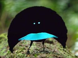 Potret Burung yang Lebih Mirip Alien Ketimbang Hewan