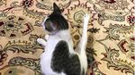 Menteri Pertahanan Prabowo dan Kucing-kucingnya