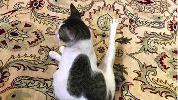  Oleh Prabowo, kucing ini diberikan nama Bobby Kertanegara. Foto: instagram