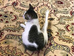 Bobby, Kucing Kesayangan Prabowo yang Eksis di Instagram