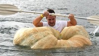 Labu yang mencukupi syarat untuk dibuat perahu, beratnya paling tidak harus mencapai 250 kg (David Sahl/Reuters)