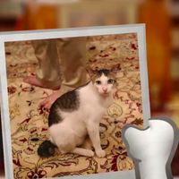 Awal Perjumpaan Prabowo dan Bobby The Cat
