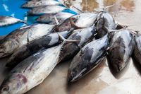 Aneka Olahan Seafood Enak Ada di Indonesia