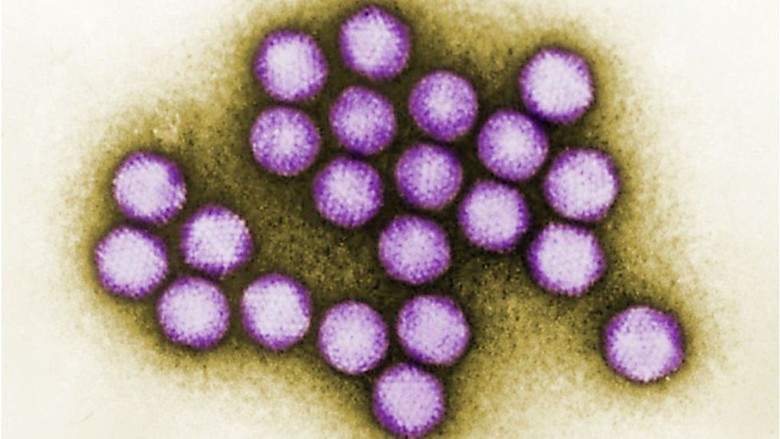 6 Anak Tewas Akibat Wabah Virus di Amerika Serikat 6 Anak Tewas Akibat Wabah Virus di Amerika Serikat