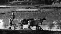 Seorang pemuda membajak sawah menggunakan kerbau pada tahun 1955. Tidak seperti sekarang yang menggunakan mesin, zaman dulu membajak sawah masih menggunakan hewan tersebut. Three Lions/ Getty Images.