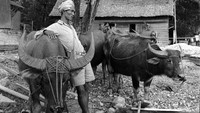 Seorang pemuda sedang menyiapkan kerbau yang akan digunakan untuk untuk menarik kayu di sebuah pabrik di kawasan Kalimantan pada tahun 1955. Three Lions/Getty Images.