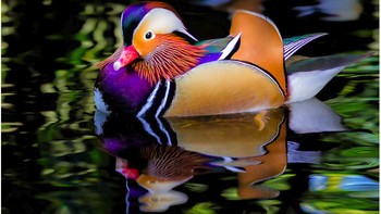 The Mandarin Duck (bebek Mandarin) adalah spesies unggas yang terkenal berkat warna bulunya yang unik & terkesan indah. Burung ini asli dari Cina dan Jepang. Dijuluki sebagai bebek paling indah di dunia. Seperti kebanyakan bebek lain, mereka juga akan mencari pasangan dan kawin pada musim gugur. (Foto: Brightside)