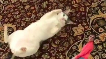  Salah satu aksi Bobby di Instagram Stories yang dibubuhkan stiker dari Instagram. Kini followersnya mencapai 4,359. Foto: instagram.com/bobbythek4t/