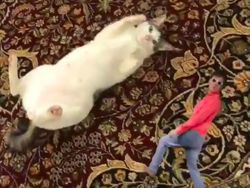 Bobby, Kucing Kesayangan Prabowo yang Eksis di Instagram