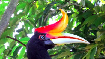 Hornbill yang dikenal di Indonesia sebagai Enggang atau Rangkongmemiliki cula dibagian paruhnya. Hewan ini masuk kategori yang nyaris punah. Burung ini merupakan pemakan  buah, serangga, dan hewan-hewan kecil. (Foto: Brighside)