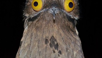 Burung Potoo memiliki wajah lucu dan unik. Ia termasuk burung nocturnal, artinya aktif pada malam hari untuk mencari serangga sebagai makanan utama. Potoo berburu serangga sambil bertengger pada batang pohon. Siang hari, burung ini bertengger di bagian ujung batang pohon untuk mengkamuflase tubuhnya sehingga seolah-olah jadi bagian pohon. Potoo memiliki cara bertahan hidup yang unik. Jika merasa terancam, dia akan membekukan dirinya pada batang pohon, tanpa gerakan tubuh apapun, termasuk bernapas. (Foto: Brightside)