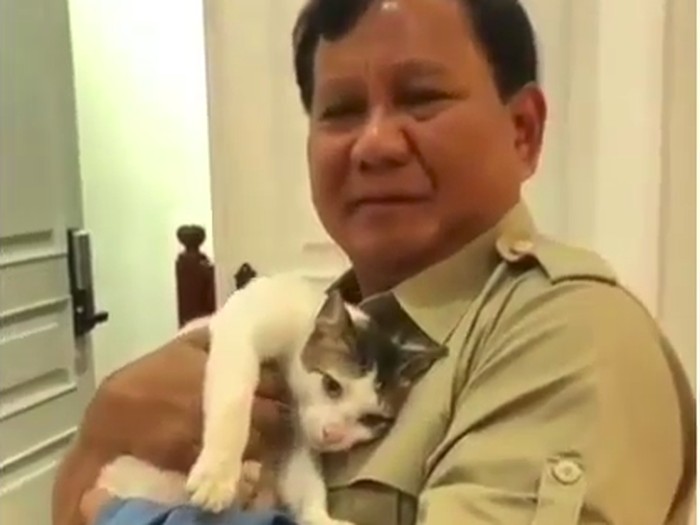 Bobby kucing kampung prabowo