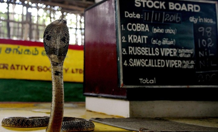 Suku Pemburu Ular Kobra di India