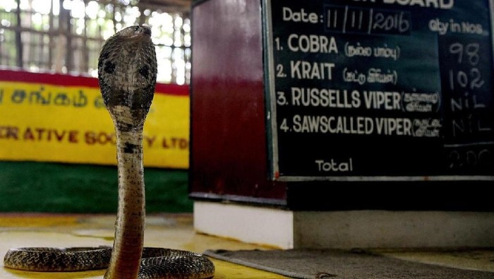 Suku Pemburu Ular Kobra di India