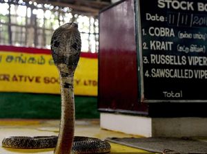 Bagaimana Ular Bisa Berdiri Tegak Tanpa Kaki? Ini Penjelasan Ilmuwan
