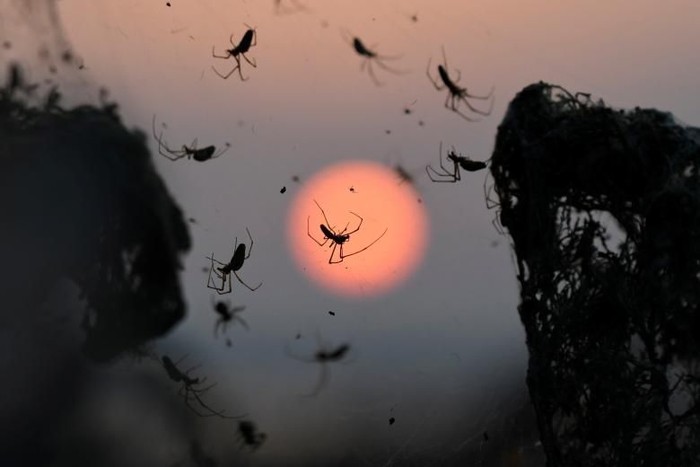 danau vistonida diselimuti jaring laba-laba