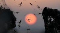Laba-laba yang bermigrasi ke sini adalah tetragnatha. Laba-laba ini biasanya kita temukan di rumah. (REUTERS/Alexandros Avramidis)
