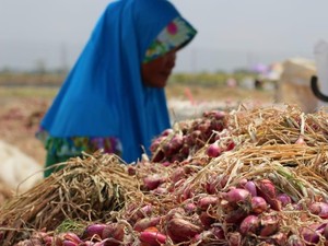 Petani Nganjuk Bidik Ekspor Bawang Merah