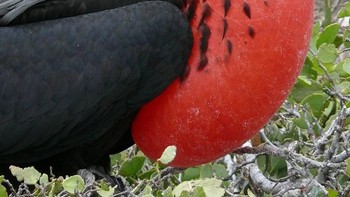 Christmas Frigatebird atau Cikalang Christmas memiliki kantung paruh merah dan perut putih. Burung ini merupakan jenis burung pemakan ikan dan bagian tubuh binatang lain, baik yang masih hidup atau sudah mati yang memiliki habitat di laut. Burung ini hidup endemis di Pulau Natal, Samudra Hindia. (Foto: Brightside)