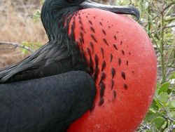 Potret Burung yang Lebih Mirip Alien Ketimbang Hewan