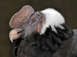 Potret Burung yang Lebih Mirip Alien Ketimbang Hewan