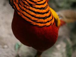 Potret Burung yang Lebih Mirip Alien Ketimbang Hewan