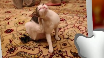 Meski kucing kampung tapi tetap menggemaskan. Foto: instagram.com/bobbythek4t/