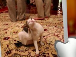 Bobby, Kucing Kesayangan Prabowo yang Eksis di Instagram