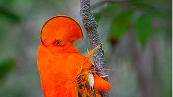 Cock of the Rock, adalah jenis burung asli Amerika Serikat yang memiliki kepala unik seperti kipas. Mereka bisa ditemui di daerah berbatu tropis dan subtropis. Uniknya, keindahan burung jantan ini salah satunya bertujuan untuk menarik sang betina. (Foto: Brightside)