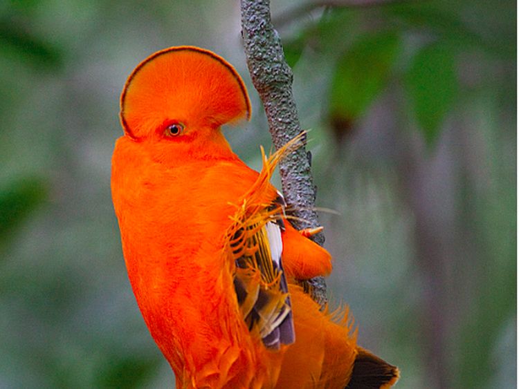 Potret Burung yang Lebih Mirip Alien Ketimbang Hewan