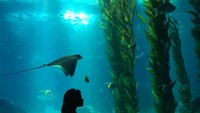 Saat di Portugal, Archana juga main di Akuarium Lisbon Oceanarium.  (archanaakilkumar/Instagram)