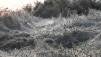 Hal ini disebabkan karena kawasan danau yang ditutupi sarang laba-laba sepanjang 1.000 meter. Wah! (REUTERS/Alexandros Avramidis)