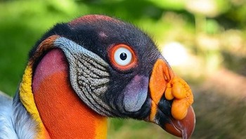 Burung ini dinamai King Vulture atau dikenal dengan Hering Raja. Tubuhnya besar dan merupakan pemakan hewan bangkai. Hobinya yang memakan hewan bangkai membantu planet bumi mencegah penyebaran penyakit daribangkai. Ia bisa ditemukan di kawasan Meksiko dan Argentina.  Nama burung ini pun konon diberikan dari orang-orang suku Maya, di mana ia dianggap sebagai raja yang membawa pesan antara manusia dan dewa. (Foto: Brightside)