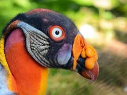 Potret Burung yang Lebih Mirip Alien Ketimbang Hewan