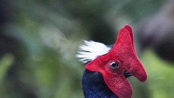 Swinhoe pheasant, atau dikenal Pegar. Burung ini memiliki populasi yang sangat kecil karena degradasi habitat. Burung Pegar berjenis jantan dapat tumbuh hingga 31 inci. Warna burung ini sangat cerah dengan dada biru-ungu, putih di bagian tengkuknya, warna merah di bagian kepala serta wajahnya. (Foto: Brightside)