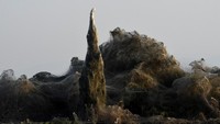 Pepohonan dan semak di samping danau tertutup jaring laba-laba. (REUTERS/Alexandros Avramidis)