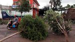 Rumah Rusak-Pohon Tumbang, Begini Dampak Badai Willa di Meksiko